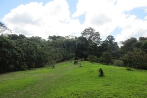 Allpahuayo Mishana: claro de pasto verde rodeado de árboles altos de selva, bajo un cielo azul con nubes blancas