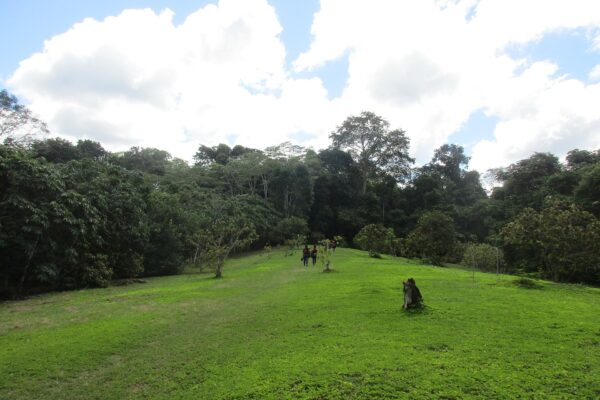Allpahuayo Mishana: claro de pasto verde rodeado de árboles altos de selva, bajo un cielo azul con nubes blancas