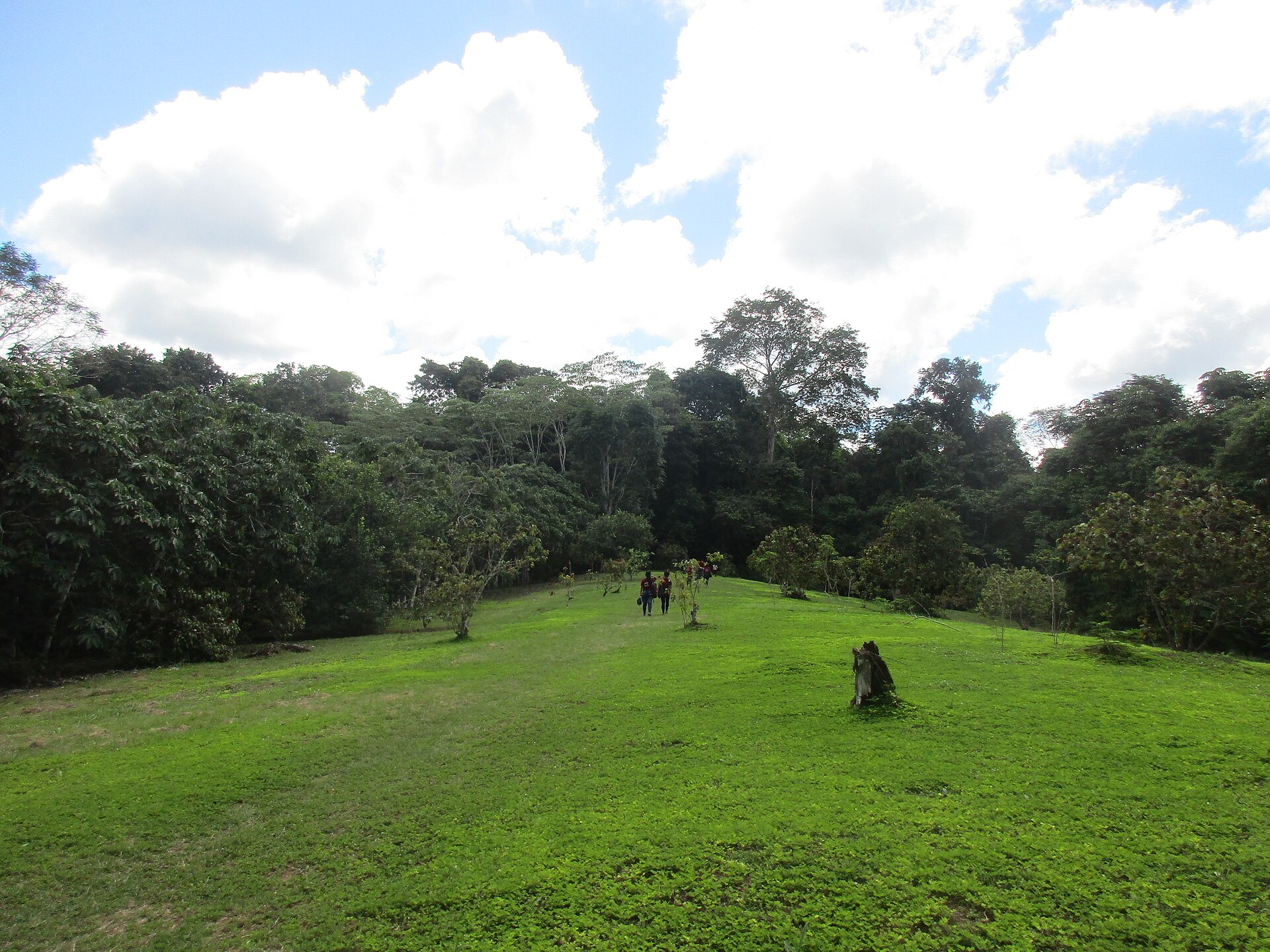 Allpahuayo Mishana: claro de pasto verde rodeado de árboles altos de selva, bajo un cielo azul con nubes blancas