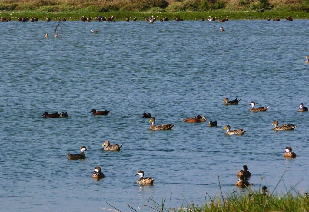 Lagunas de Mejía: decenas de patos nadan en una laguna de agua azul, con una franja de pasto verde y más aves en la orilla del fondo