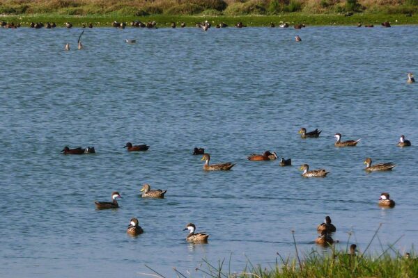 Lagunas de Mejía: decenas de patos nadan en una laguna de agua azul, con una franja de pasto verde y más aves en la orilla del fondo