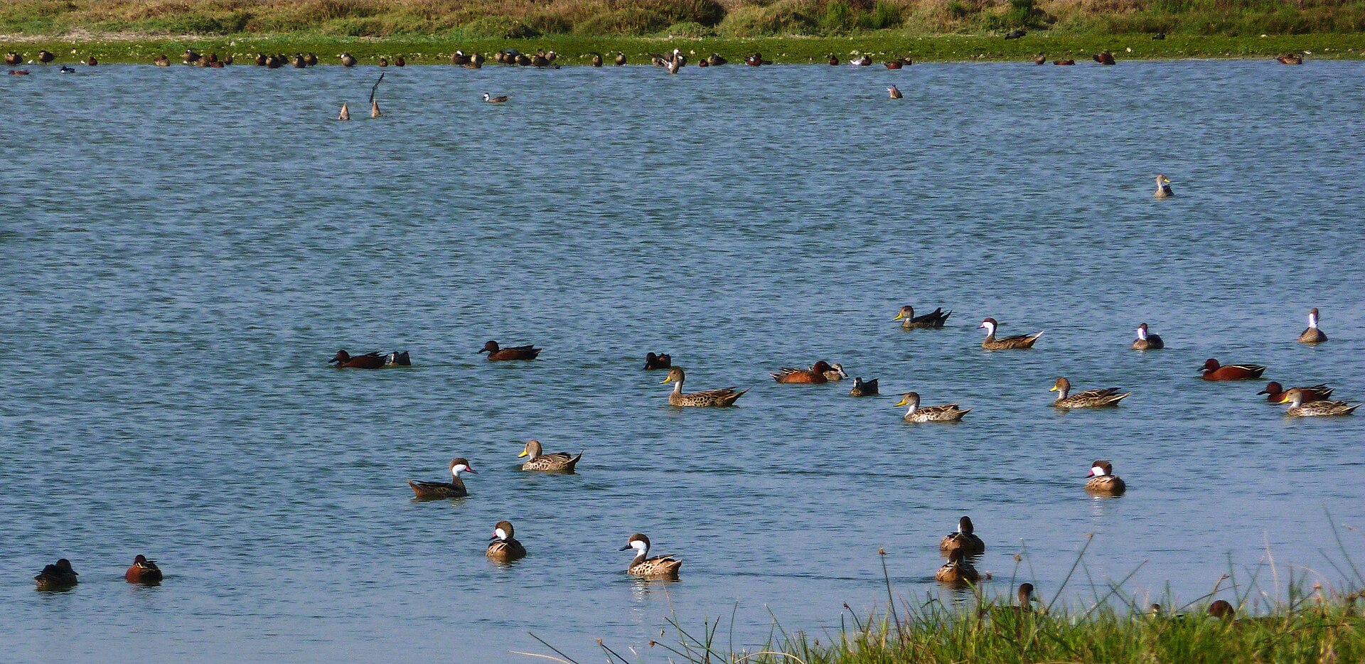 Lagunas de Mejía: decenas de patos nadan en una laguna de agua azul, con una franja de pasto verde y más aves en la orilla del fondo