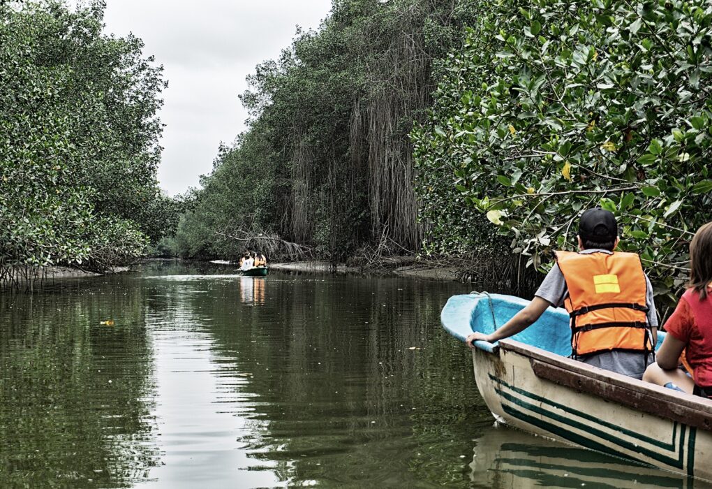 Manglares de Tumbes: bote de madera con dos visitantes con chaleco salvavidas avanza por un estero de agua verde entre manglares altos y frondosos