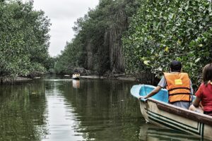 Manglares de Tumbes: bote de madera con dos visitantes con chaleco salvavidas avanza por un estero de agua verde entre manglares altos y frondosos