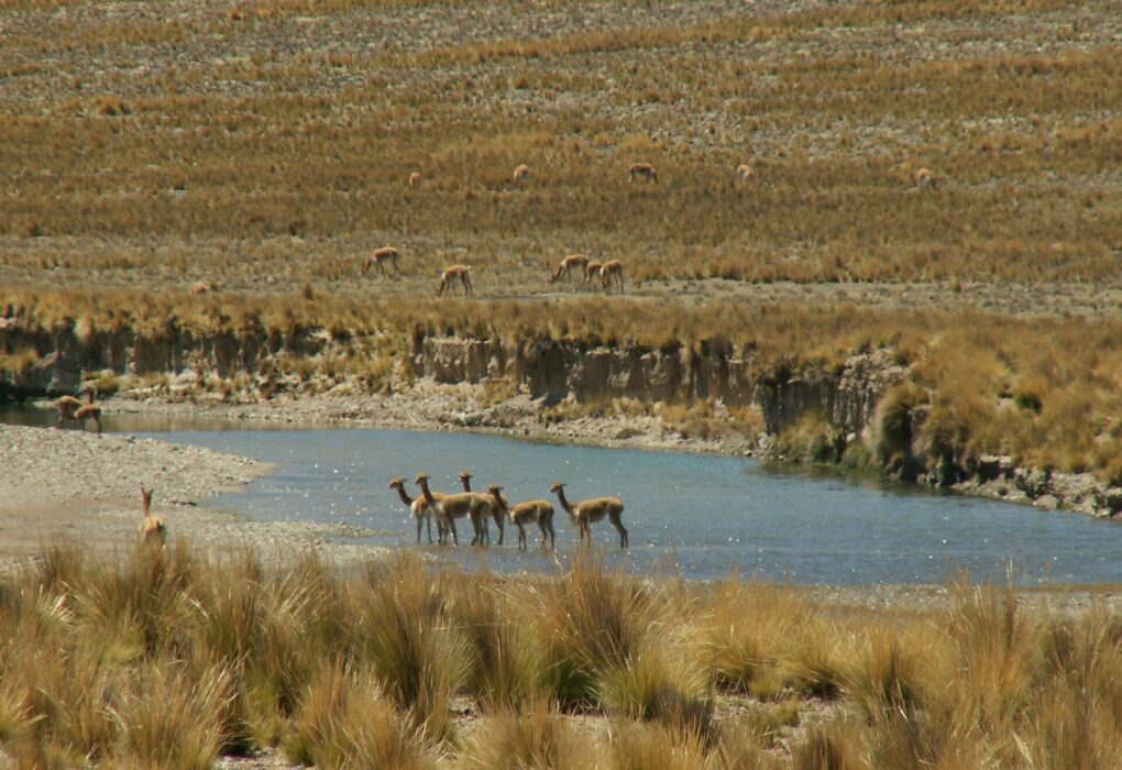 Pampa Galeras: un grupo de vicuñas cruza un río poco profundo de agua azul, con más vicuñas pastando en la ladera de pasto seco del fondo