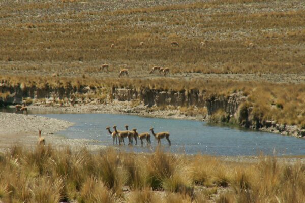 Pampa Galeras: un grupo de vicuñas cruza un río poco profundo de agua azul, con más vicuñas pastando en la ladera de pasto seco del fondo