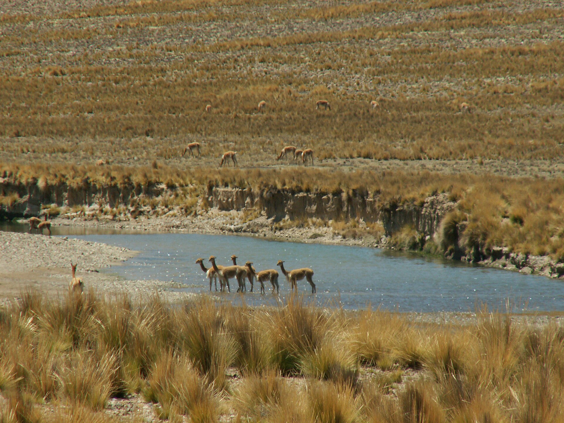 Pampa Galeras: un grupo de vicuñas cruza un río poco profundo de agua azul, con más vicuñas pastando en la ladera de pasto seco del fondo