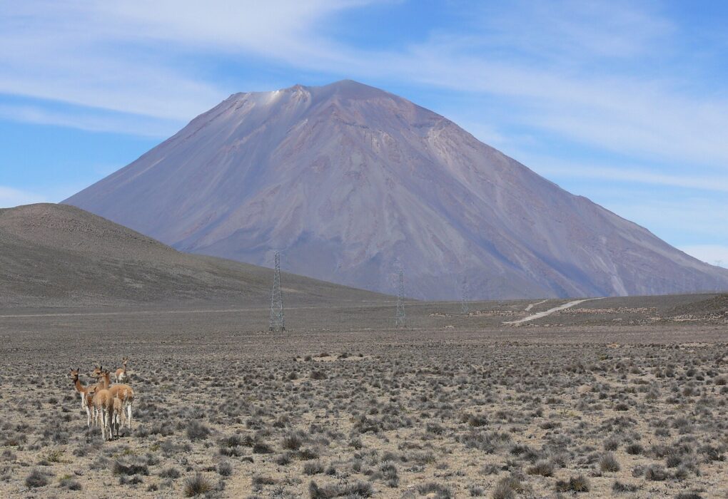 Reserva Nacional de Salinas y Aguada Blanca: guanacos en una pampa de arbustos secos con el volcán Misti al fondo bajo un cielo azul con nubes