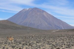 Reserva Nacional de Salinas y Aguada Blanca: guanacos en una pampa de arbustos secos con el volcán Misti al fondo bajo un cielo azul con nubes