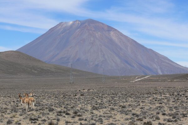 Reserva Nacional de Salinas y Aguada Blanca: guanacos en una pampa de arbustos secos con el volcán Misti al fondo bajo un cielo azul con nubes