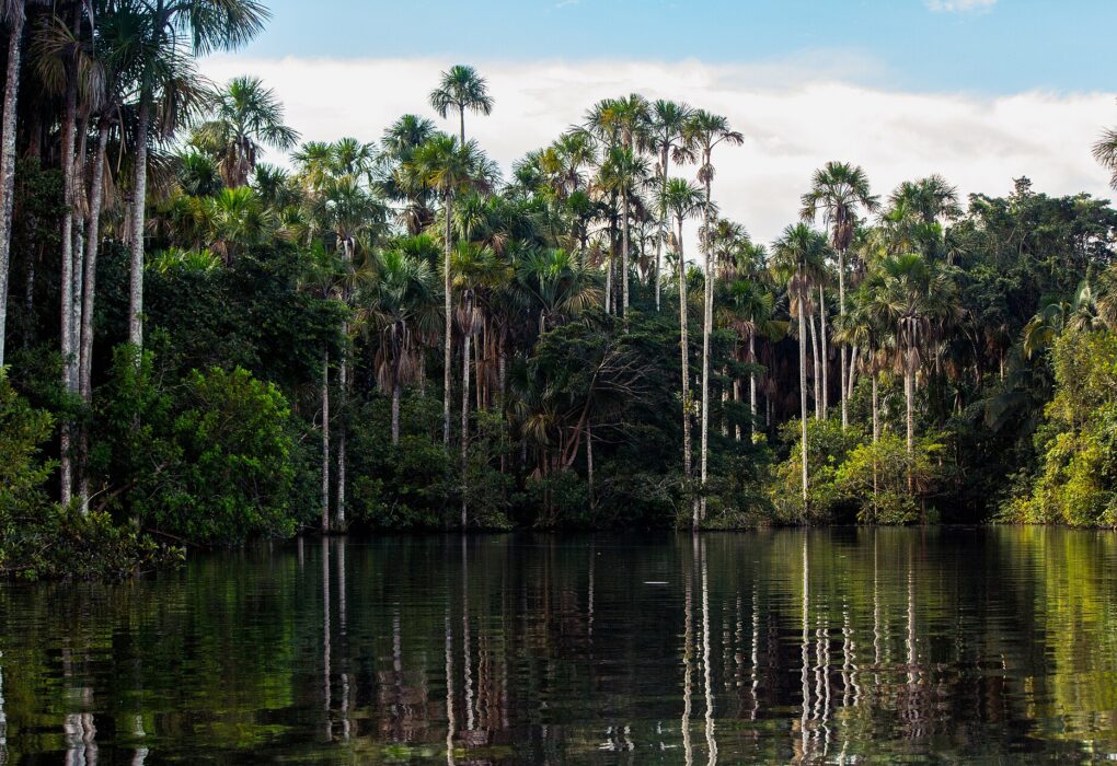 Palmeras y selva verde reflejadas en el agua del lago Sandoval, cerca de Puerto Maldonado, bajo un cielo con nubes