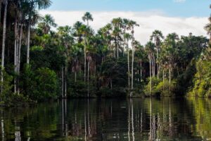 Palmeras y selva verde reflejadas en el agua del lago Sandoval, cerca de Puerto Maldonado, bajo un cielo con nubes