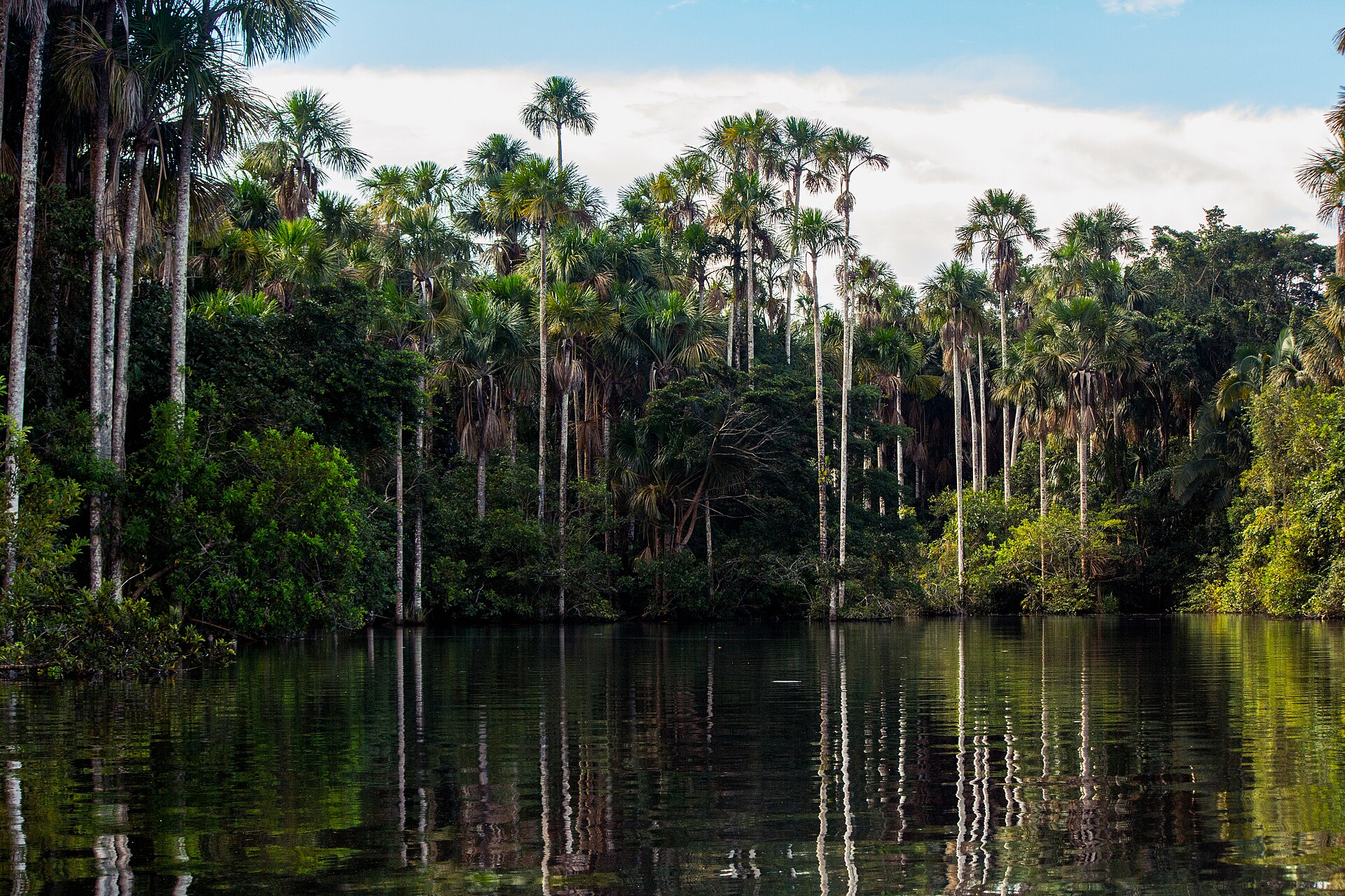 Palmeras y selva verde reflejadas en el agua del lago Sandoval, cerca de Puerto Maldonado, bajo un cielo con nubes